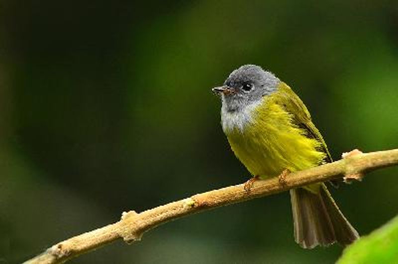 Grey headed Canary flycatcher