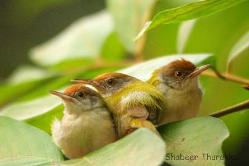 Common Tailorbird