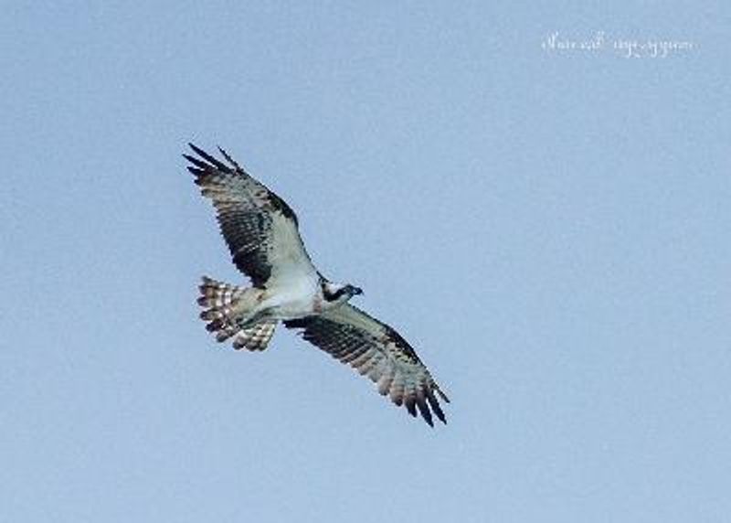 Osprey