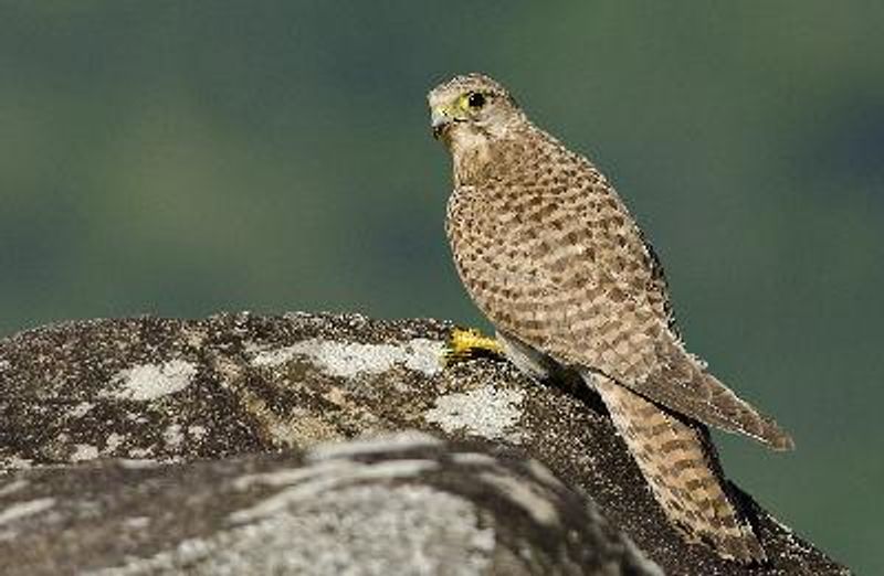 Common Kestrel