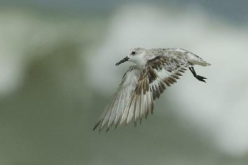 Sanderling