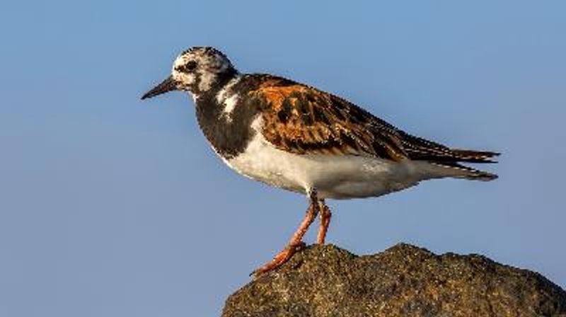 Ruddy Turnstone