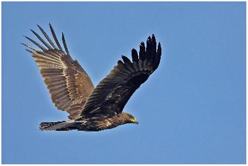 Greater Spotted Eagle