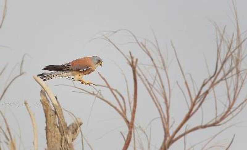 Lesser Kestrel