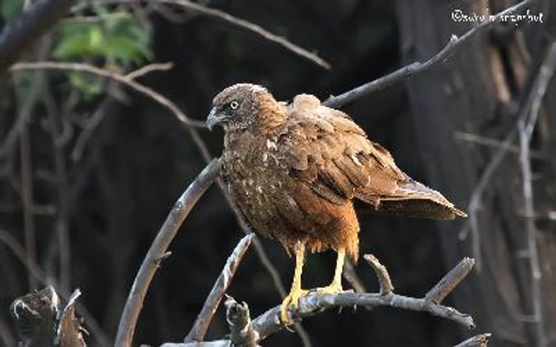 Western Marsh Harrier