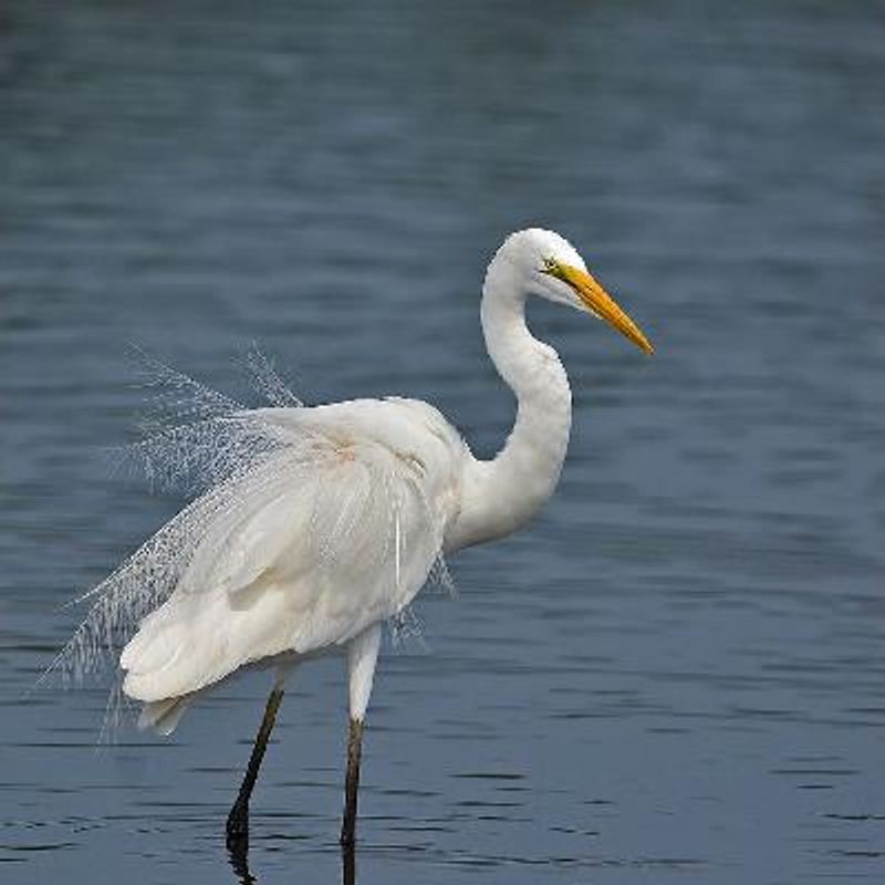 Great Egret