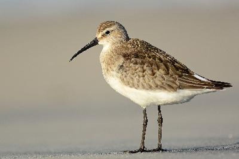 Curlew Sandpiper