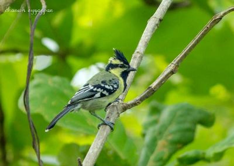 Black lored Tit