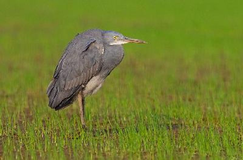 Western Reef Egret