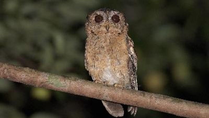 Indian Scops Owl