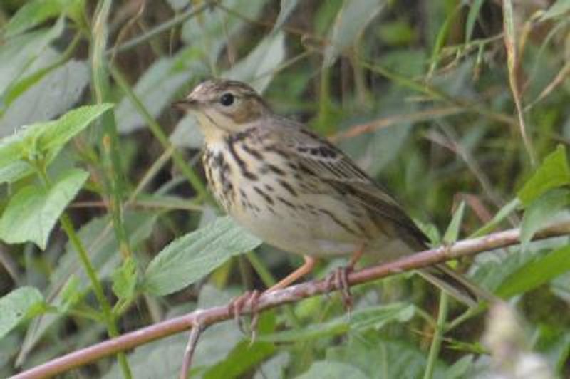 Tree Pipit