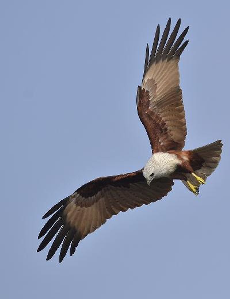 Brahminy Kite
