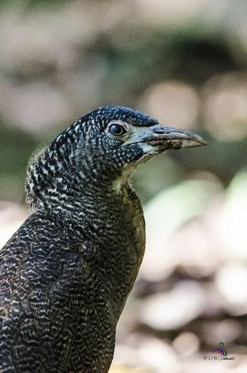 Malayan Night Heron