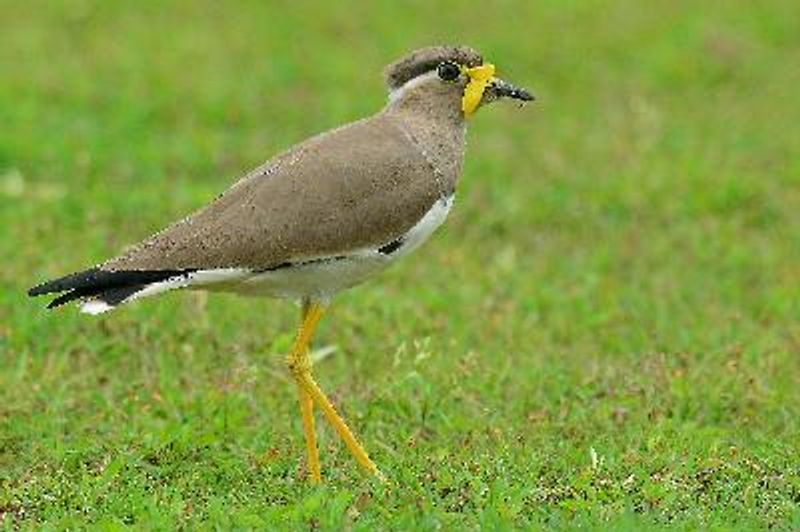 Yellow wattled Lapwing