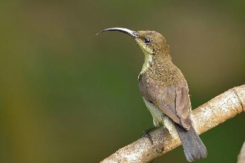 Loten's Sunbird