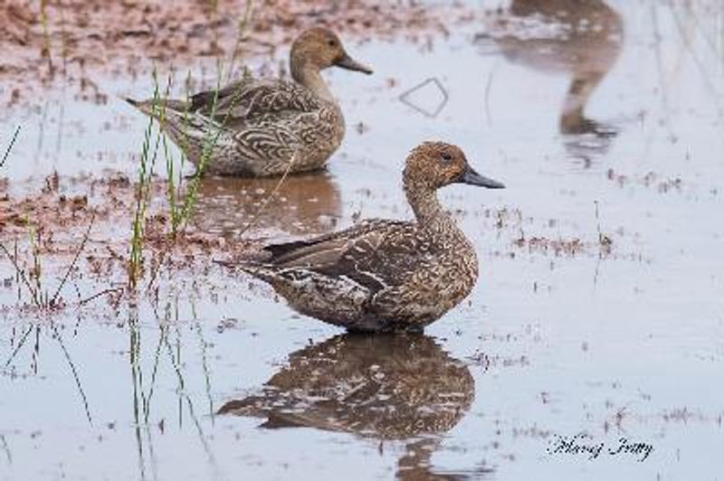 Northern Pintail