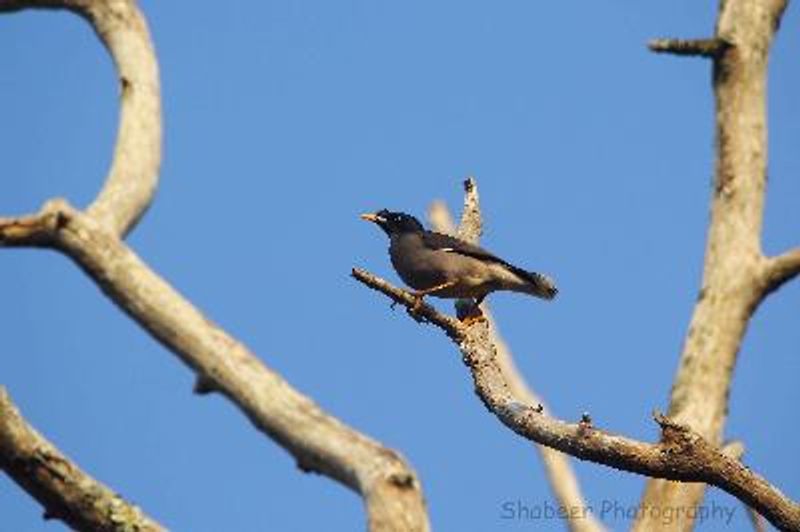 Jungle Myna