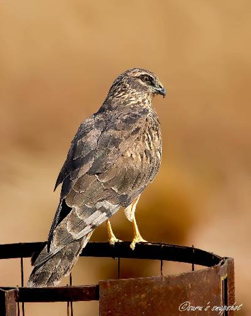 Pallid Harrier