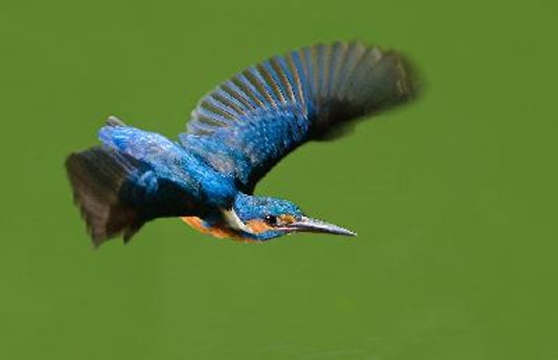 Common Kingfisher