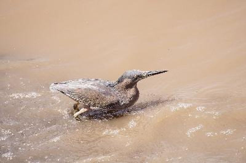 Striated Heron