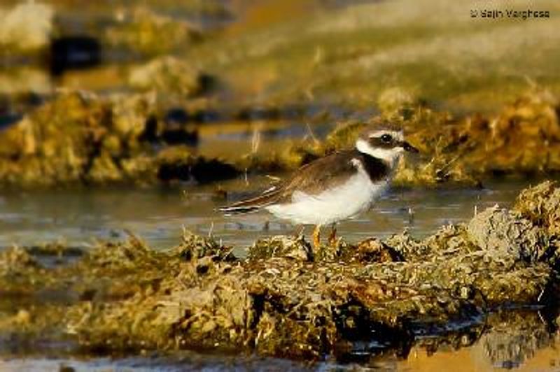 Common Ringed Plover