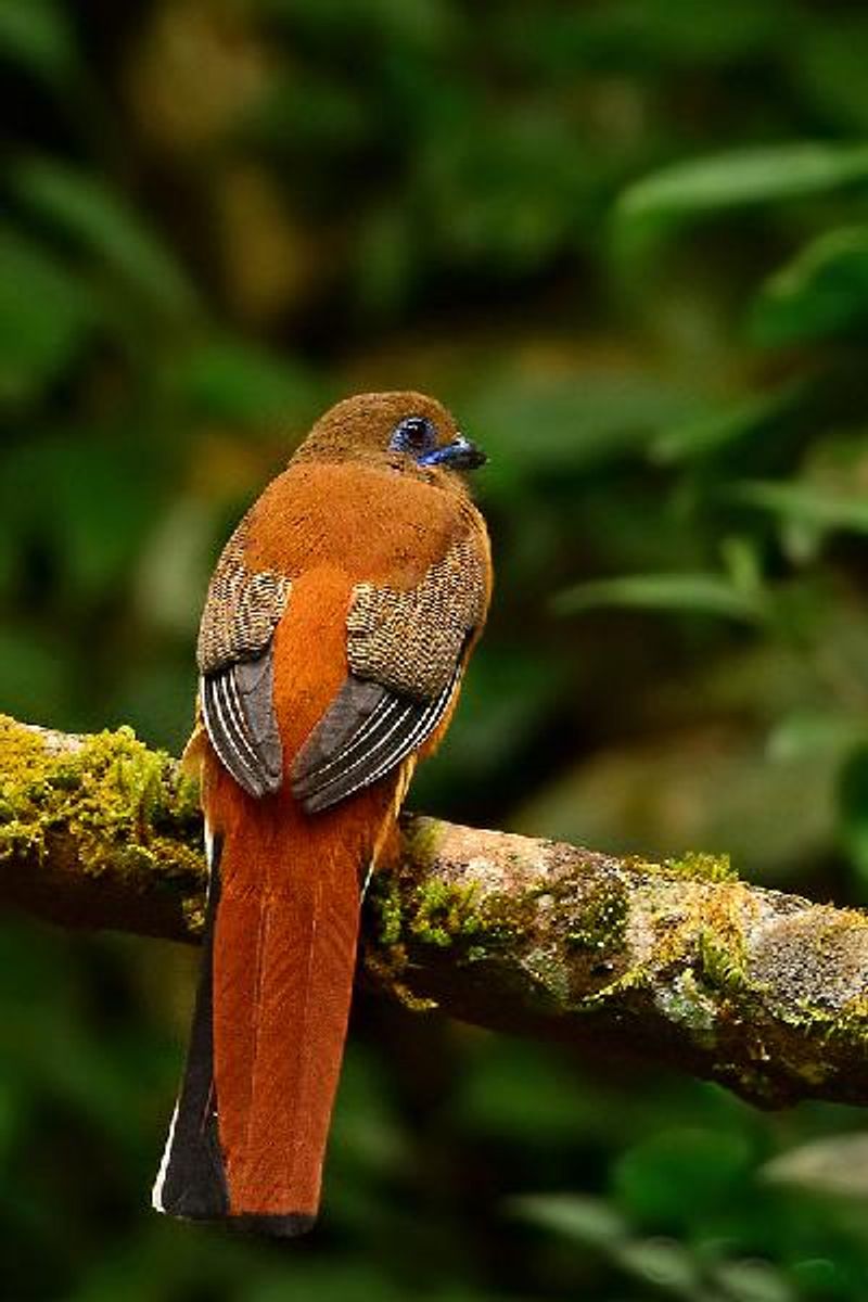 Malabar Trogon