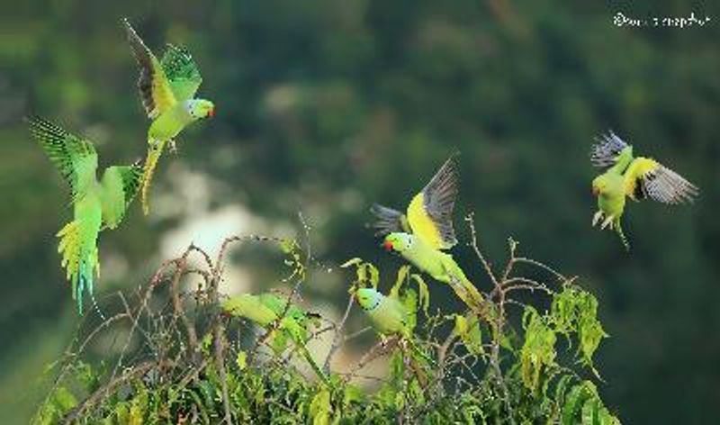 Rose ringed Parakeet