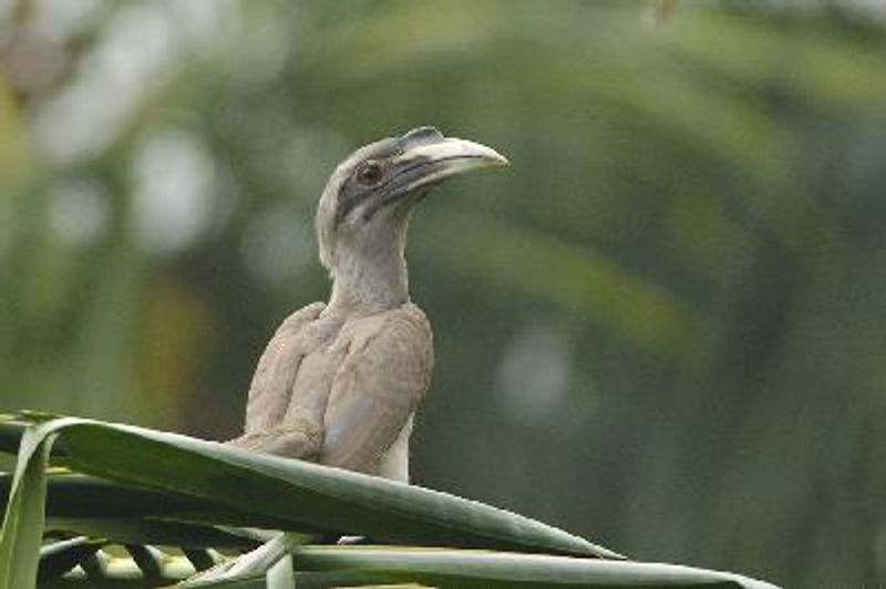 Indian Grey Hornbill