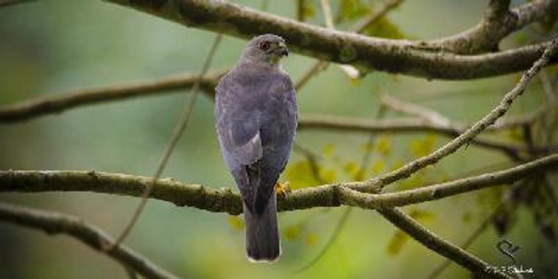 Shikra