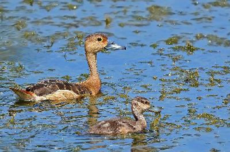 Lesser Whistling Duck