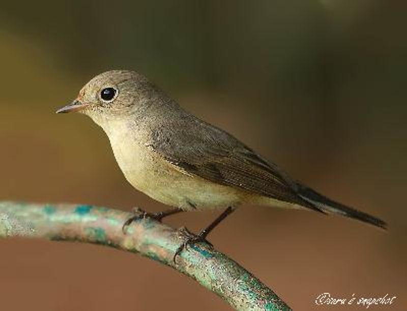 Red breasted Flycatcher