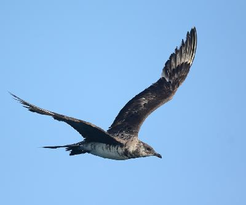 Arctic Skua