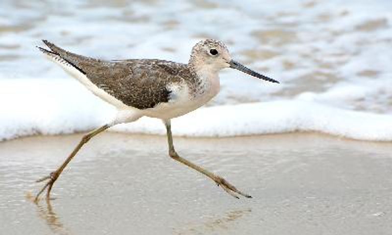 Common Greenshank