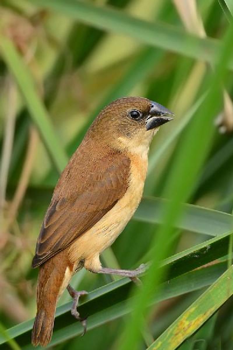 Scaly breasted Munia