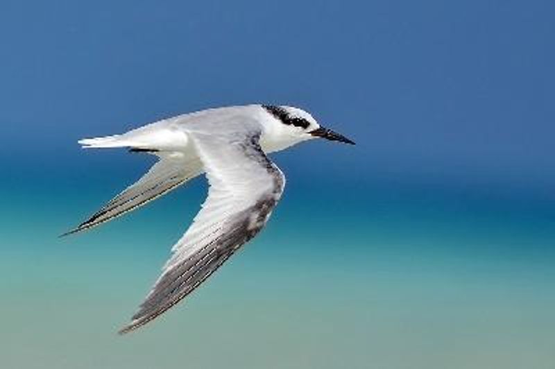 Little Tern