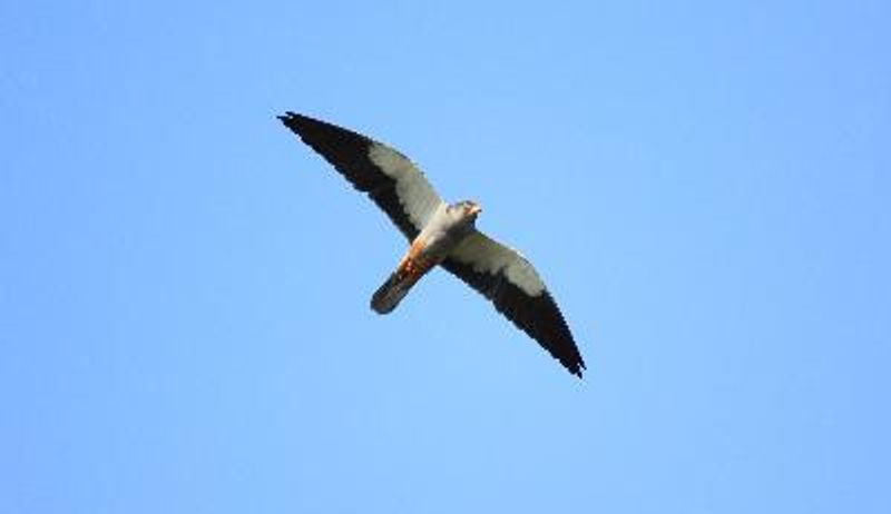 Amur Falcon