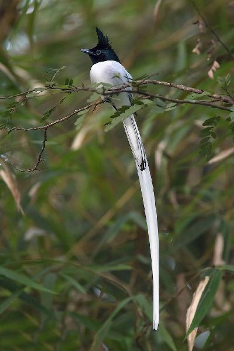 Indian Paradise Flycatcher