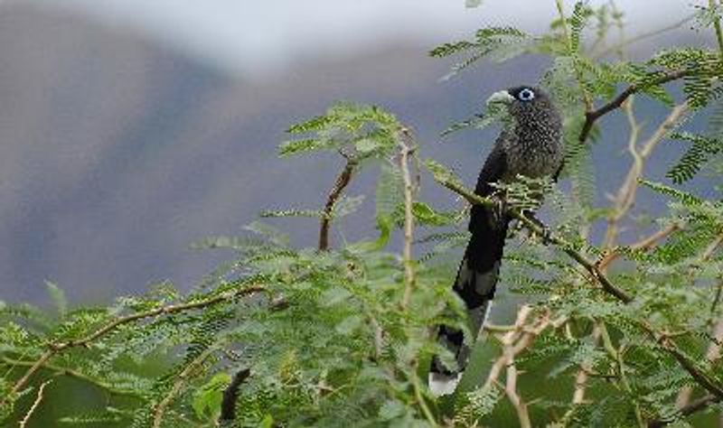 Blue faced Malkoha