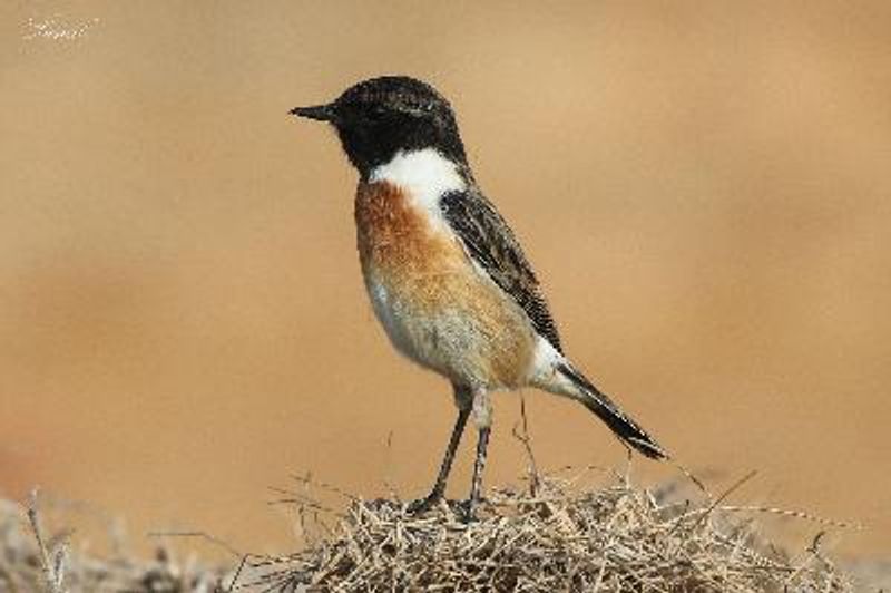 Siberian Stonechat