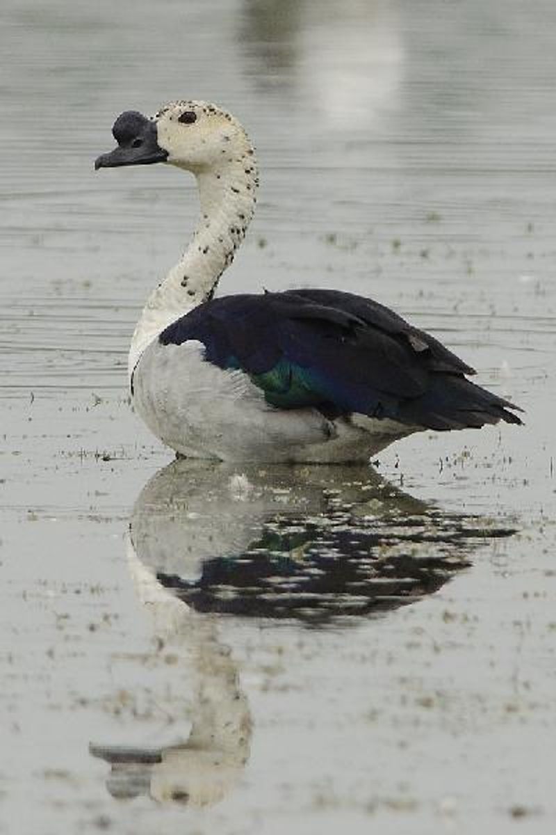 Comb Duck