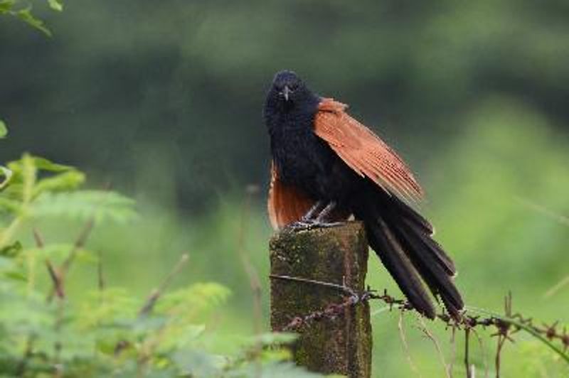 Lesser Coucal