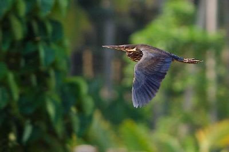 Black Bittern