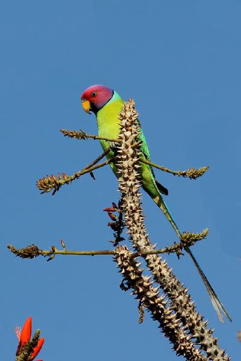 Plum headed Parakeet