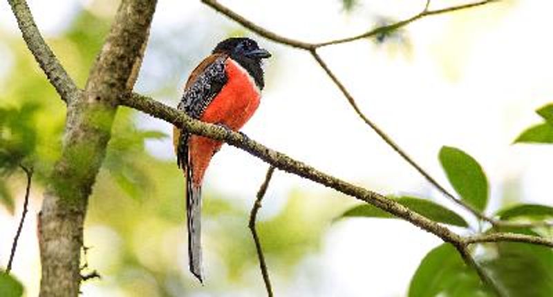 Malabar Trogon