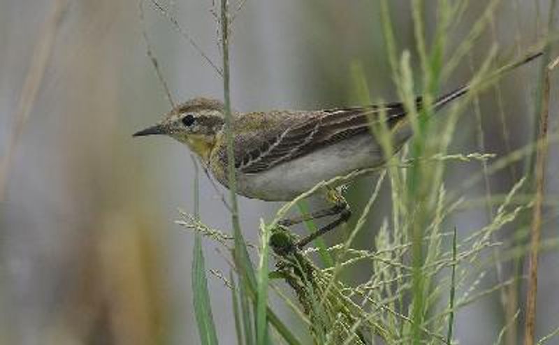 Western Yellow Wagtail