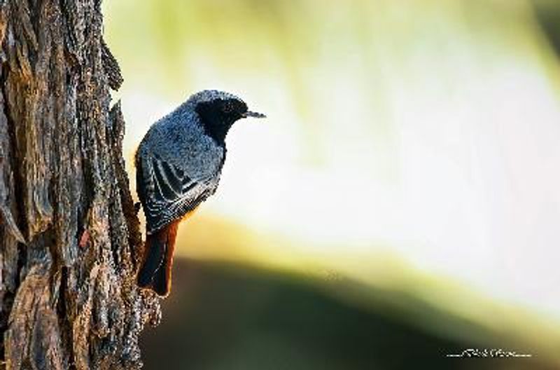 Black Redstart