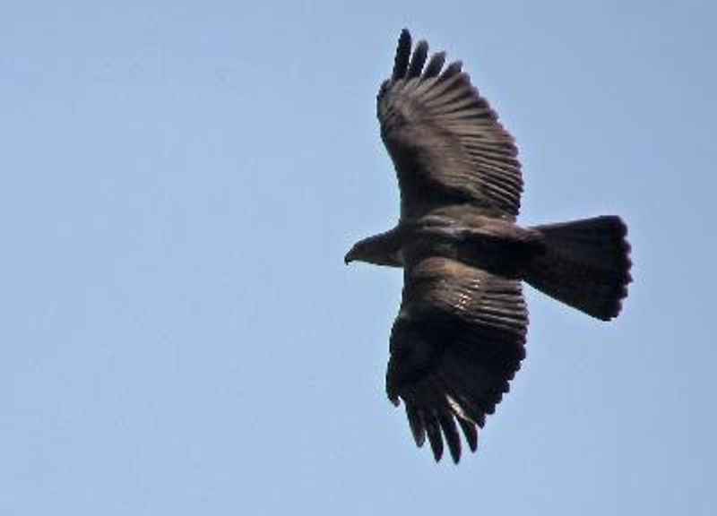 Bonelli's Eagle