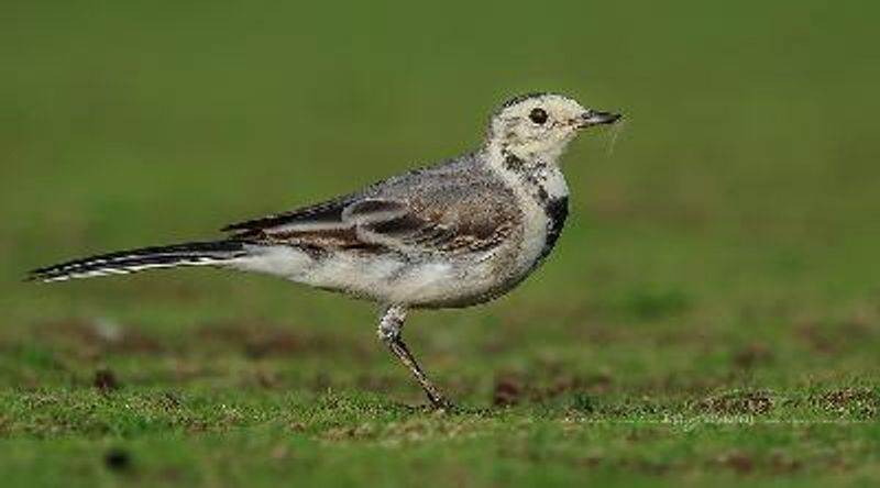 White Wagtail
