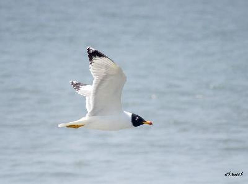 Pallas's Gull