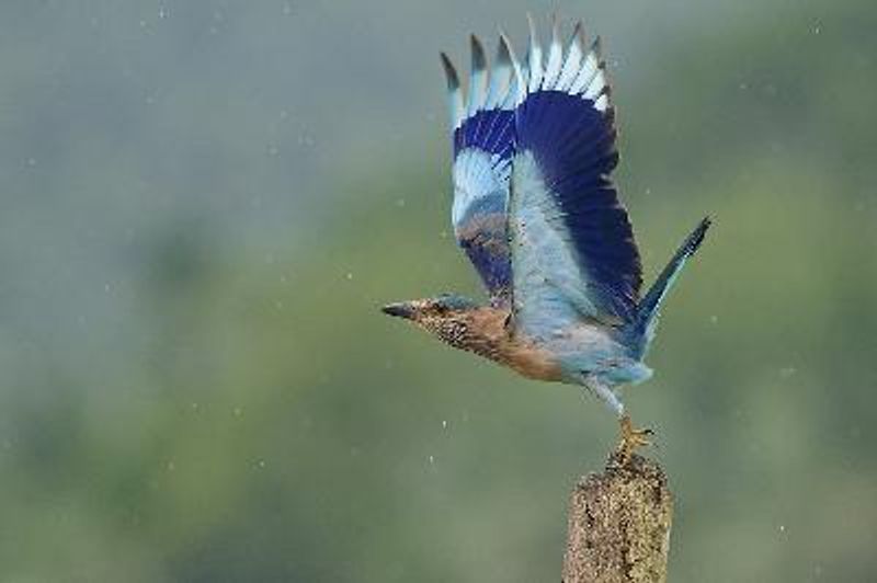 Indian Roller